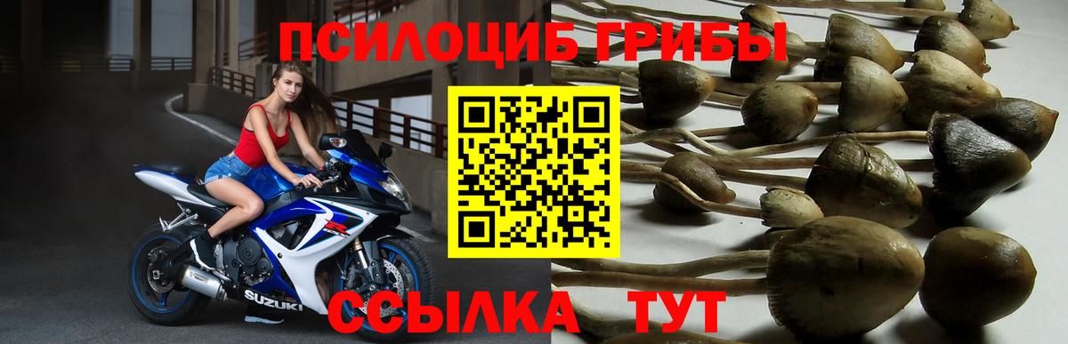 Галлюциногенные грибы мицелий  сколько стоит  Нижний Новгород  Вход с VPN 